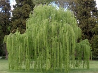 Sauce - adictamente.blogspot.com