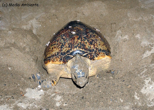 REPUBLICA DOMINICANA Y SUS ENCANTOS