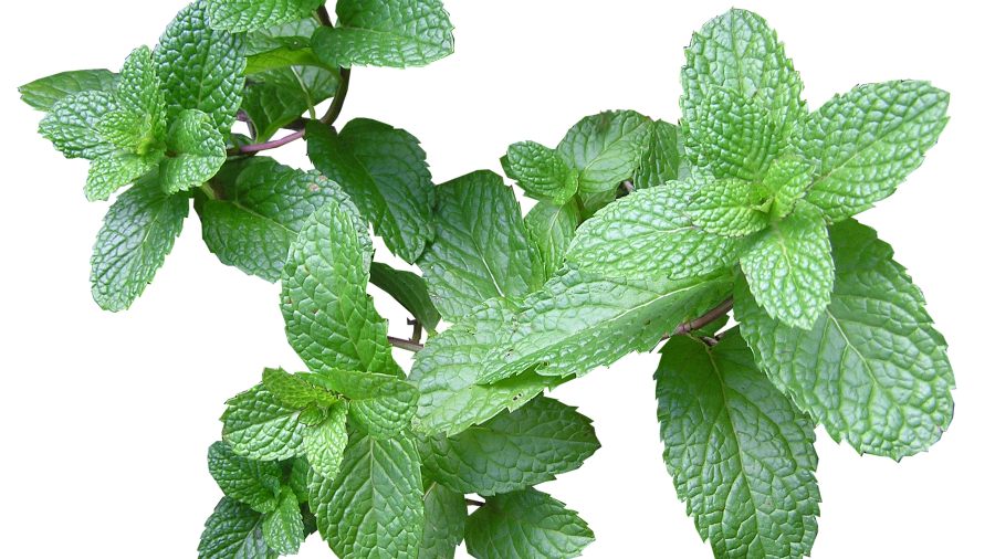 La imagen tiene un atributo ALT vacío; su nombre de archivo es menta.jpg